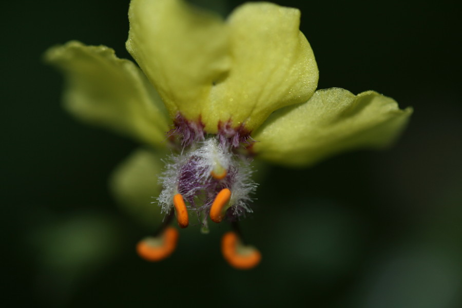 Verbascum blattaria